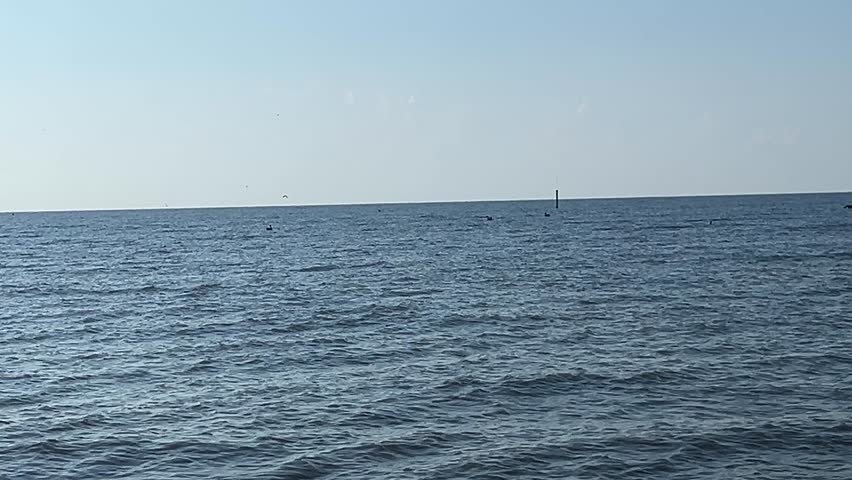 Pelicans floating on the water, flying and diving for fish. 