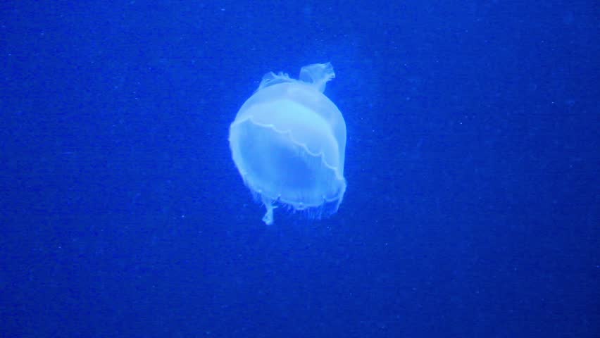 Floating Jelly fish