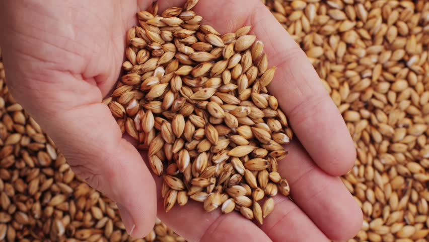 Barley toasted beans, dried tea in little plate on wooden background.