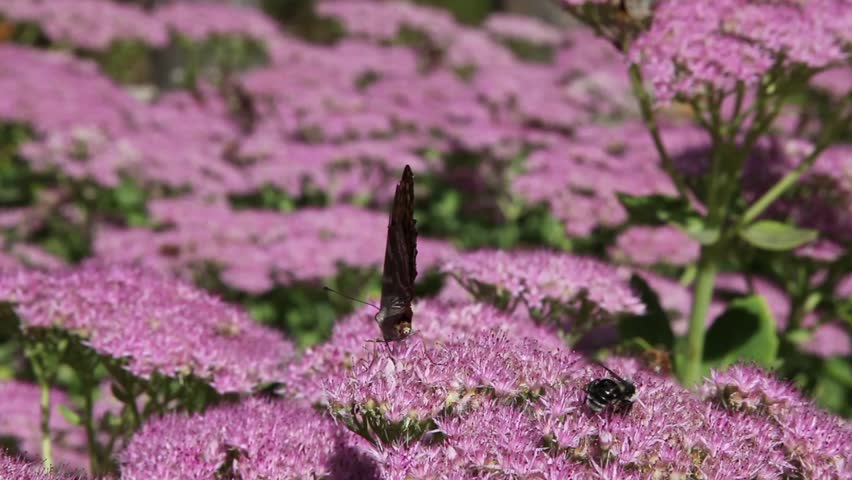 Butterfly landing on flower