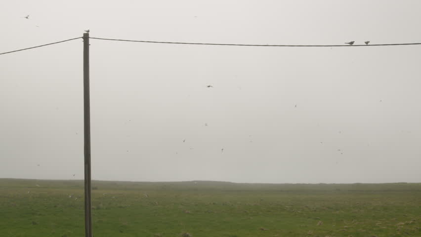 Arctic tern birds perch on a wire suspended by a pole as the flock swarms