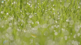 Sparkling dew drop on blades of grass bokeh prism foreground close up - Powered by Shutterstock - Get 15% off with code: PIKWIZARD15