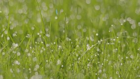 Blades of grass in glowing dew drop blurred bokeh balls - Powered by Shutterstock - Get 15% off with code: PIKWIZARD15