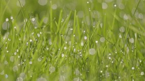 Dew drops glistening on blades of grass bokeh blur - Powered by Shutterstock - Get 15% off with code: PIKWIZARD15