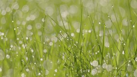 Sparkling dew drop on sharp blades of grass bokeh background - Powered by Shutterstock - Get 15% off with code: PIKWIZARD15