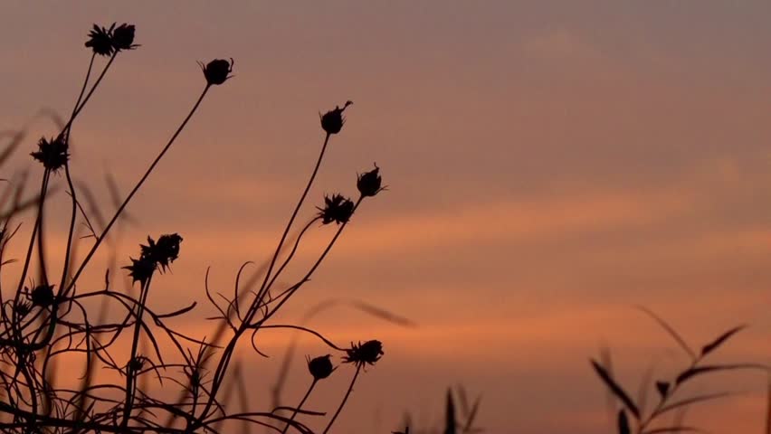 Reed at sunset