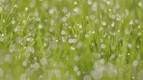 Sparkling dew drop on blades of grass bokeh prism close up - Powered by Shutterstock - Get 15% off with code: PIKWIZARD15
