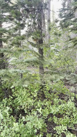 Loch Leven Trail backpacking in the Tahoe National Forest