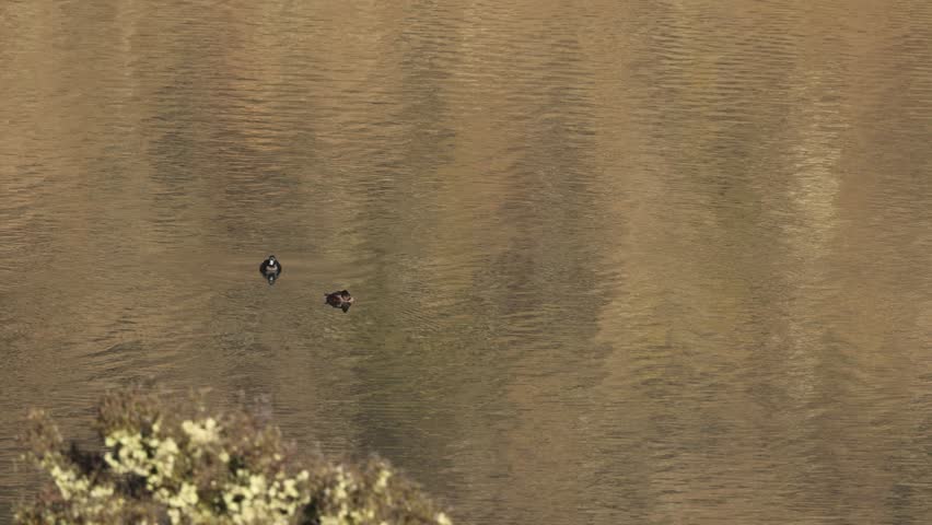 Two ducks swim calmly on reflective lake water, overhead aerial perspective, natural daylight, steady camera