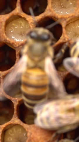 Bee larvae in open cells, preparing for pupation, and capped cells macro