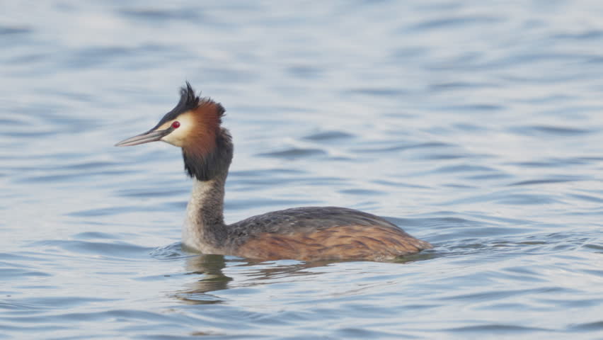 Great Crested Grebe (Podiceps cristatus)  close-up. Bird swims in water and dives. Slow motion.
