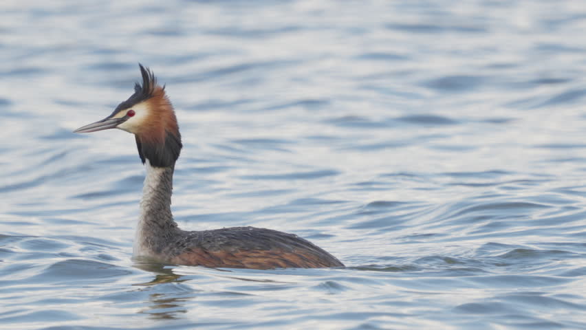 Great Crested Grebe (Podiceps cristatus)  close-up. Bird swims in water and dives. Slow motion.