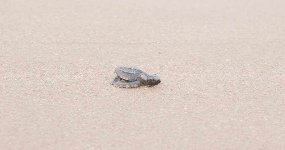 a morning shot of a loggerhead turtle baby reaching the sea at mon repos beach in bundaberg, australia