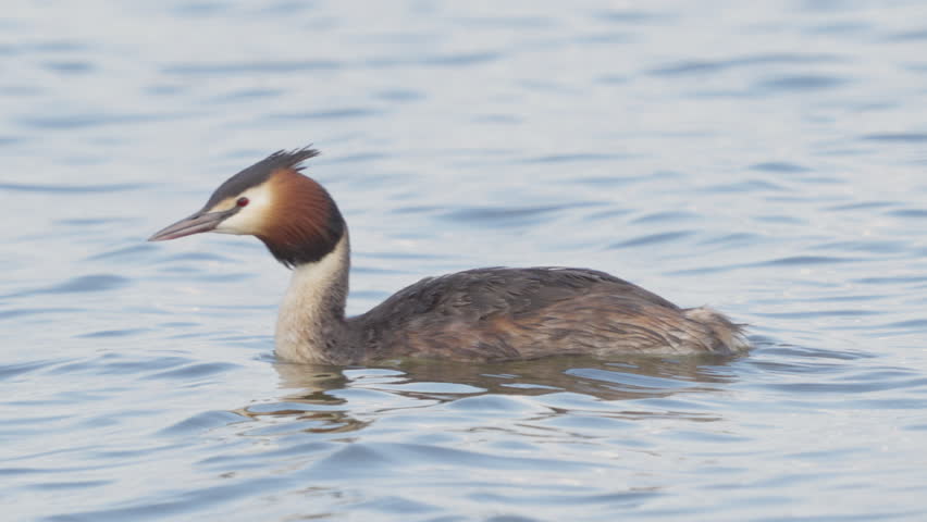 A close-up of a Great Crested Grebe (Podiceps cristatus). The bird swims in the water and cleans its feathers with its beak. Slow motion.