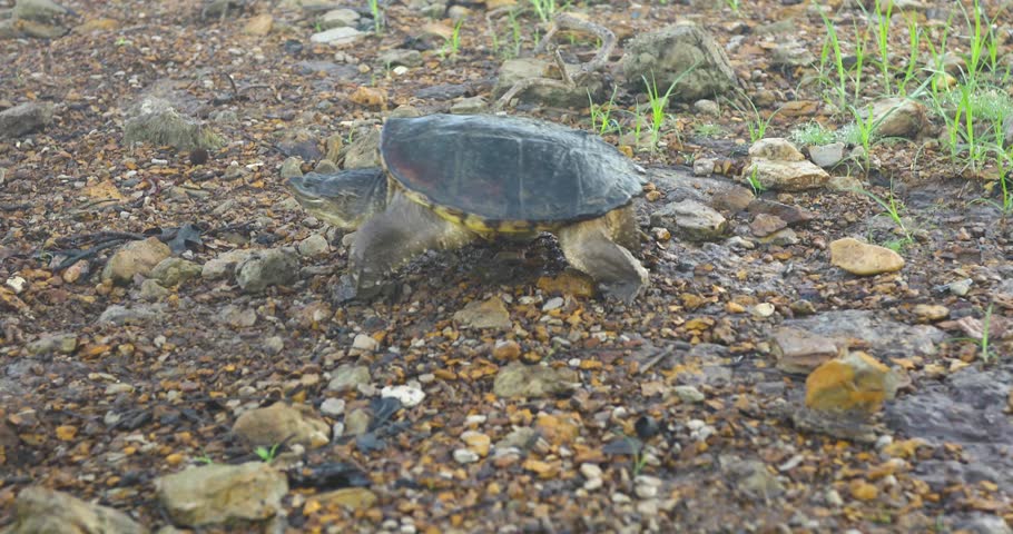 Common snapping turtle (Chelydra serpentina)walking into water