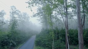 Aerial drone view of a narrow asphalt road surrounded by lush green forest in the morning mist. The fog creates a mysterious and tranquil atmosphere, perfect for nature and travel themes. - Powered by Shutterstock - Get 15% off with code: PIKWIZARD15