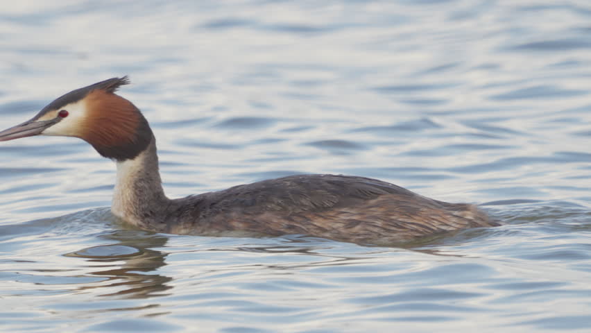 Great Crested Grebe (Podiceps cristatus)  close-up. Bird swims in water. Slow motion.