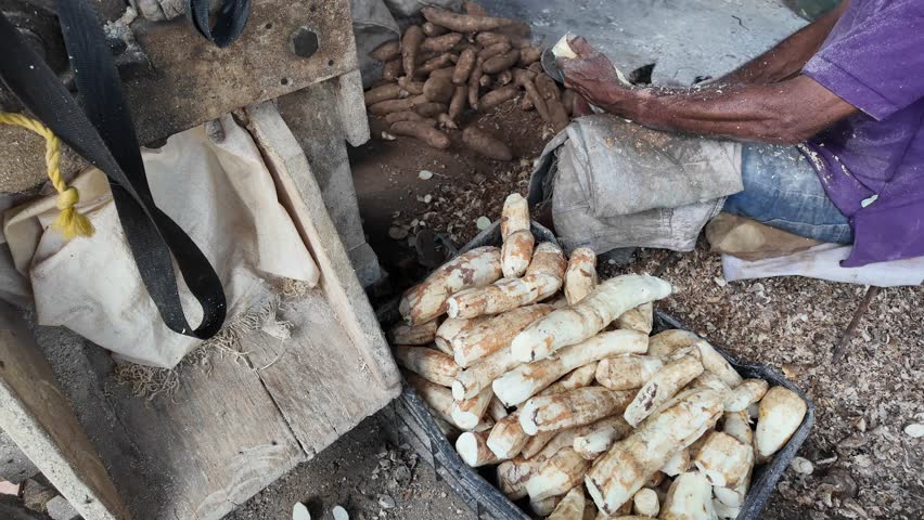 Man Peeling Cassava Root to Produce Traditional Casabe Flour