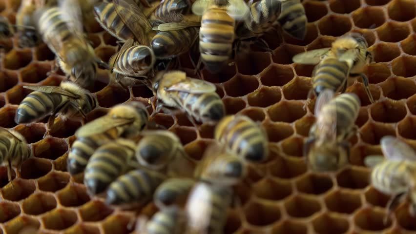 Apiary. Bees collect honey in honeycombs. Modern hives with honeycombs. The product of bees' vital activity is honey.