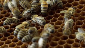 Apiary. Bees collect honey in honeycombs. Modern hives with honeycombs. The product of bees' vital activity is honey. - Powered by Shutterstock - Get 15% off with code: PIKWIZARD15