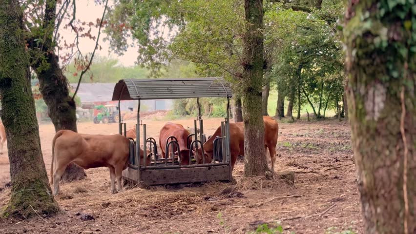 Group of cows feeding or drinking at trough or hay bale in rural farmland, showcasing livestock behavior in natural agricultural environment