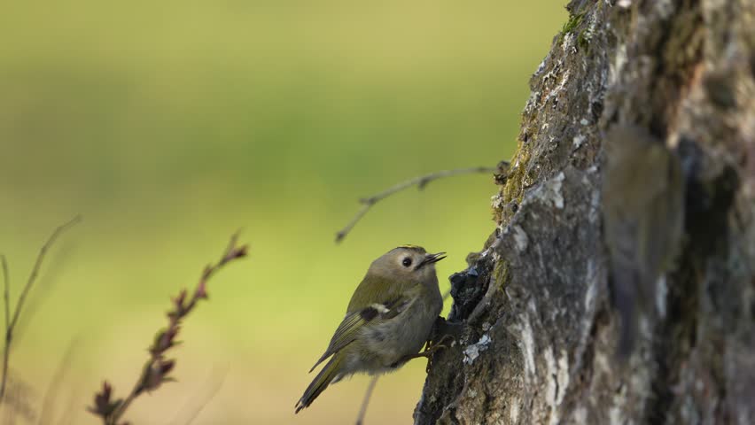 two goldcrest birds on a tree looking for food