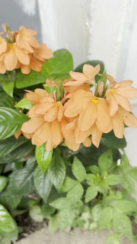 Full blown flowers
Orange 
Beautiful 
Garden 
Nature