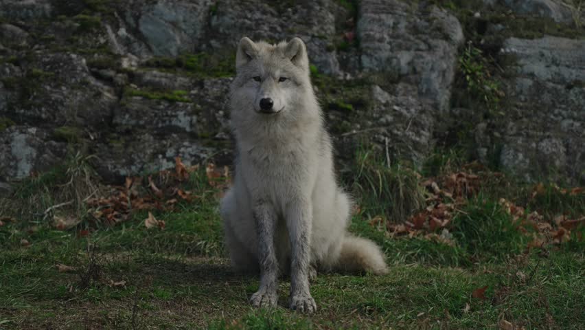 
lone arctic wolf sitting on grass with dirt on its white fur in parc omega, quebec, canada 4k video