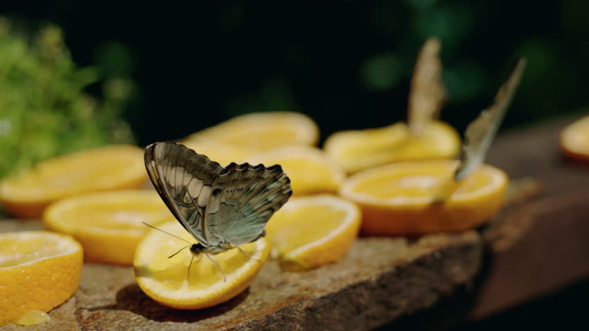 Blue morpho butterfly with delicate wing details drinks juice from an orange slice placed on a wooden surface, with other butterflies feeding in the background. High quality 4k footage