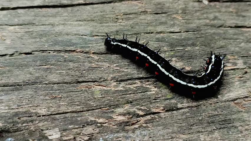 Last instar of the Autumn Leaf caterpillar, Doleschallia bisaltide (Nymphalidae, Nymphalinae), walks on a dry wooden board. The larva uses Pseuderanthemum sp. (Acanthaceae) as its host plant.