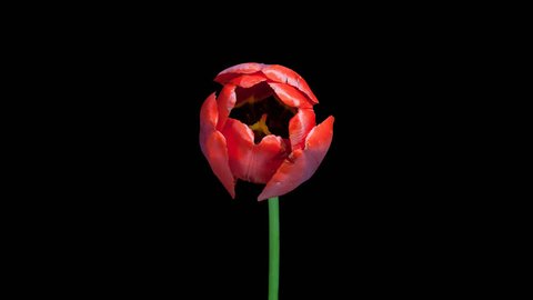 Timelapse of red tulip flower blooming on black background in PNG format with alpha transparency channel