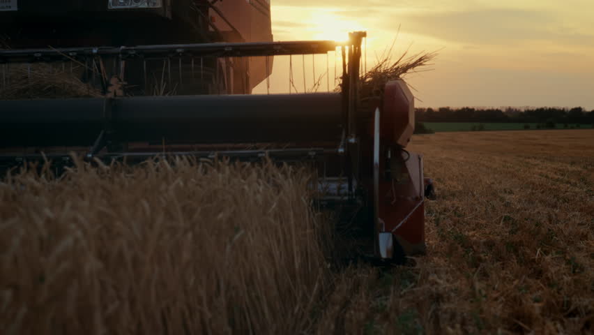 Cinematic slow motion shot with harvesting machine in fields, crop picking. Modern and traditional agricultural technology in agribusiness, harvesting ripe rye and wheat ears, closeup view of blade