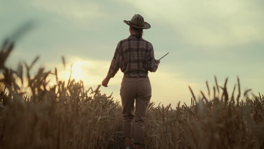 Cinematic shot in rural area, lady farmer strolling between rye ears, back view. Female agronomist examining wheat fields in summer season, slow motion following shot, beautiful woman in farmland