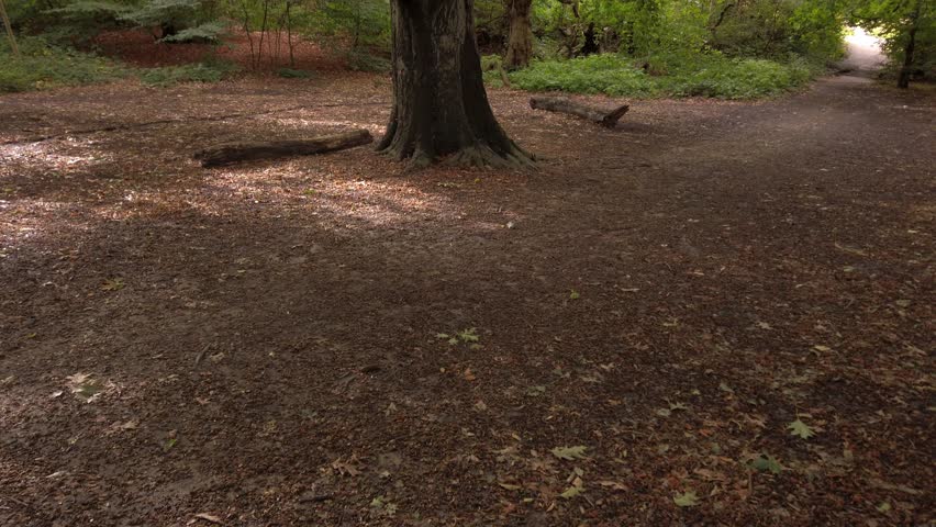 Cinematic tilt-up shot of a large, gnarly tree in Hampstead Heath, starting at the forest floor and slowly revealing its branching limbs and lush green canopy under soft natural light.