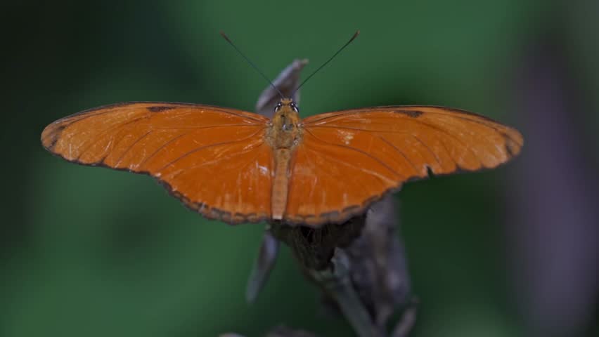 A vibrant Julia Heliconian butterfly (Dryas iulia) is shown with its wings spread open, revealing their striking orange color and delicate patterns.