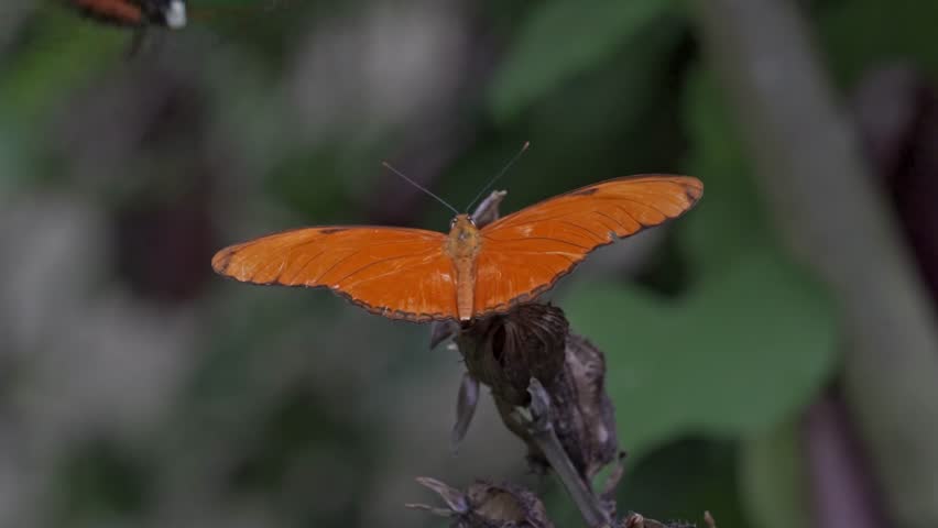 A vibrant Julia Heliconian butterfly (Dryas iulia) is shown with its wings spread open, revealing their striking orange color and delicate patterns in Atitlán lake, Guatemala.