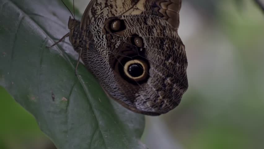 A close-up side profile of an Owl Butterfly (Caligo genus) at rest on a green leaf. Its wings are visible, featuring large, distinct eyespots that mimic an owl's eye.