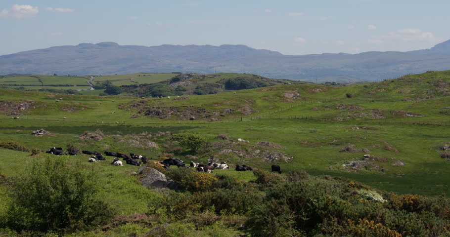 Looking up ystumllyn, Criccieth Countryside with sleeping cows
