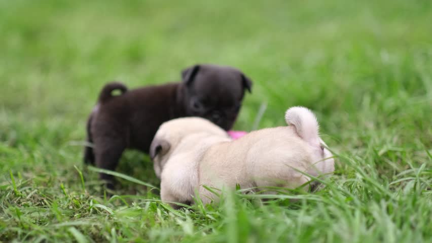 two cute beige and black little pug puppies playing and biting each other on green grass at park. funny animals. cute pets. dogs rest on a garden. 4K
