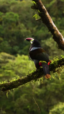 Vertical footage of a Grey-breasted Mountain Toucan Andigena hypoglauca perched in the Colombian Andes showing exotic high mountain bird species in its natural habitat.