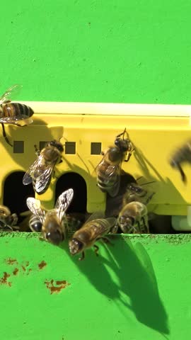 Apiary. Bees collect honey in honeycombs. Modern hives with honeycombs. The product of bees' vital activity is honey. Vertical video.