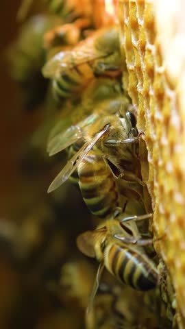 Apiary. Bees collect honey in honeycombs. Modern hives with honeycombs. The product of bees' vital activity is honey. Vertical video.