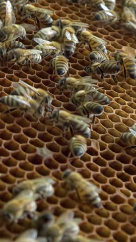 Apiary. Bees collect honey in honeycombs. Modern hives with honeycombs. The product of bees' vital activity is honey. Vertical video.