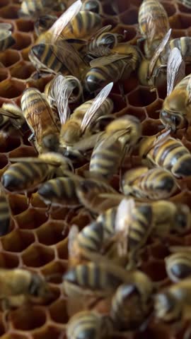 Apiary. Bees collect honey in honeycombs. Modern hives with honeycombs. The product of bees' vital activity is honey. Vertical video.