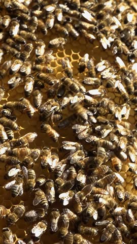 Apiary. Bees collect honey in honeycombs. Modern hives with honeycombs. The product of bees' vital activity is honey. Vertical video.