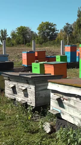 Apiary. Bees collect honey in honeycombs. Modern hives with honeycombs. The product of bees' vital activity is honey. Vertical video.