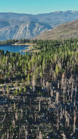 This vertical aerial view showcases a California landscape where nature is rebounding. The area features a serene lake surrounded by a mix of lush and charred trees.