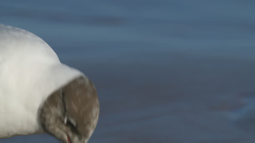 Black-headed Gull (Larus ridibundus) close-up. Slow motion.