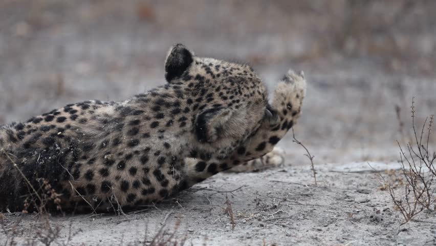 A female cheetah grooming herself on a misty morning.