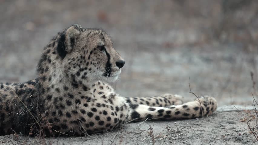 A female cheetah rolling on her back
